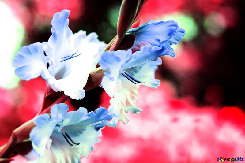 flower of gladiolus dark blur frame №33788