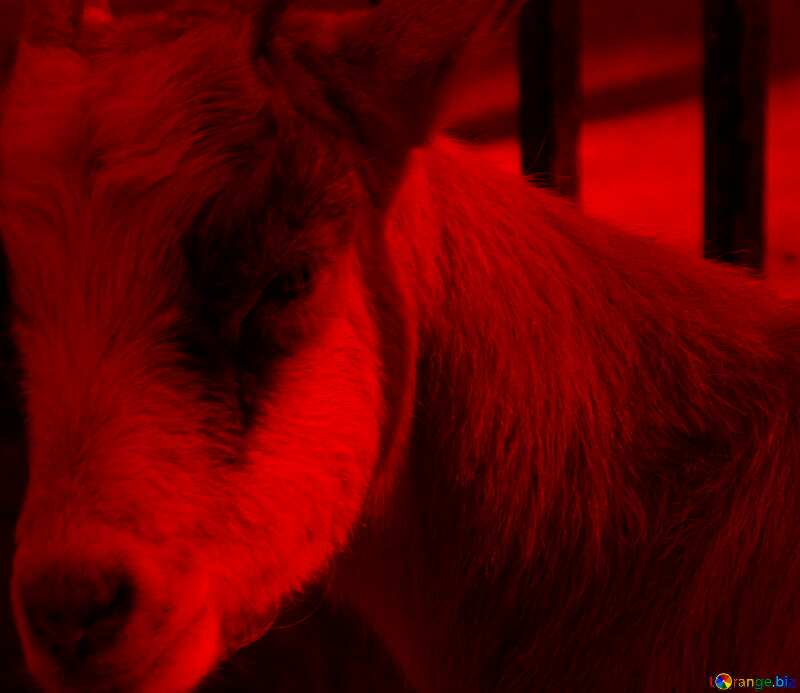 goat  dark red №3077
