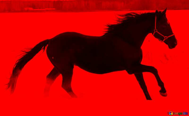 Horse dark red background №18190