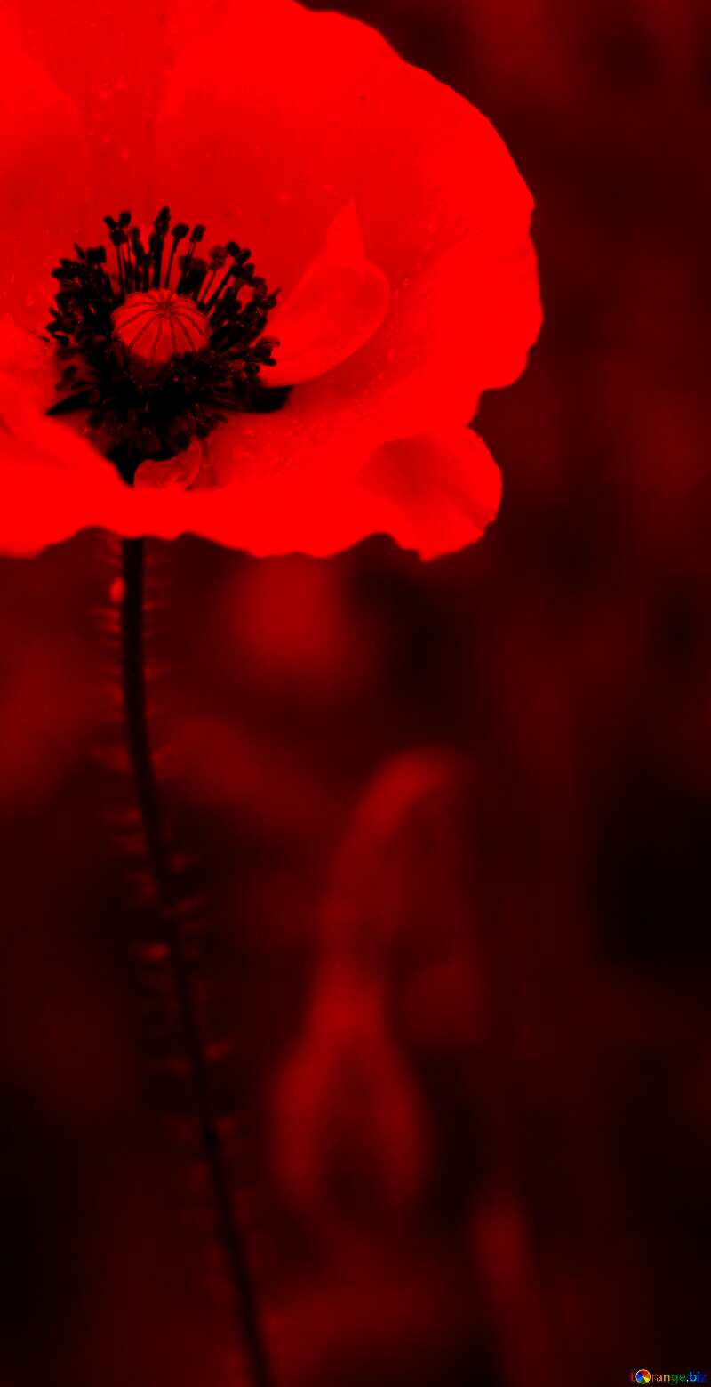 Poppy flower dark fragment background №34257