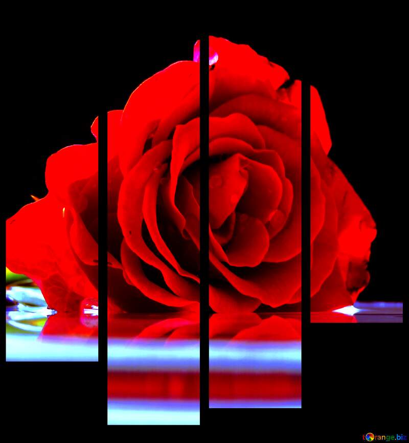 Rose on background of congratulation modular picture №16920