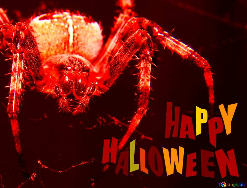 Spider happy halloween №50657