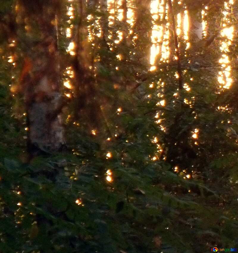 Sunset in Forest dark №11329