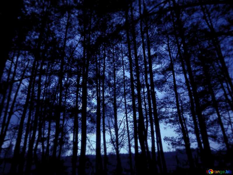 Dark forest fog night №24809