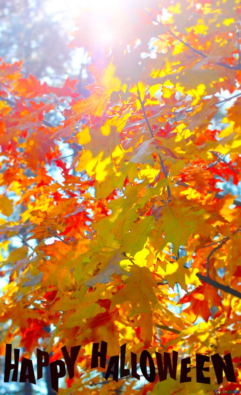 Autumn forest blur happy halloween №38543