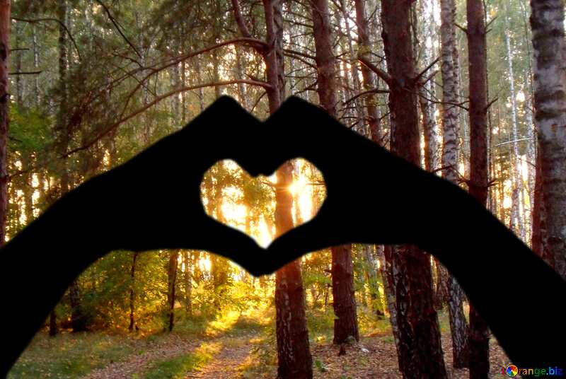 Forest Sunset In Hands Heart №11351