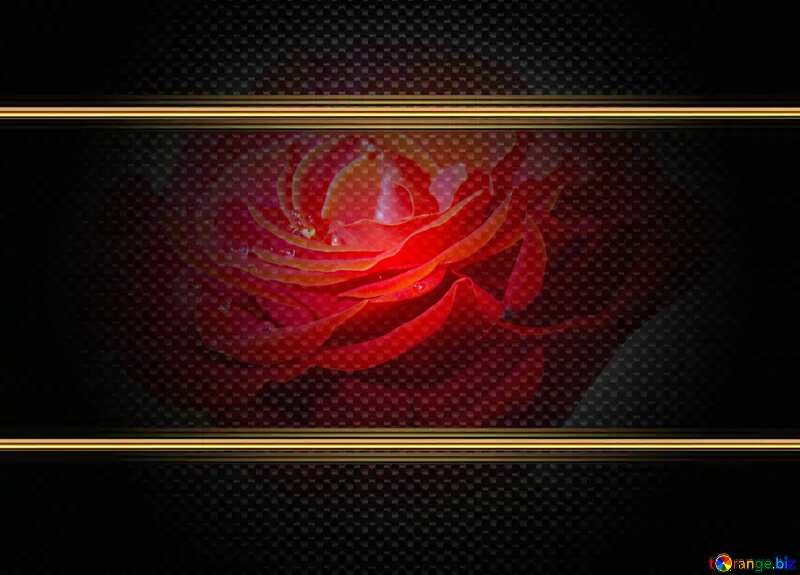 Drops on the rose flower  carbon gold frame №17125