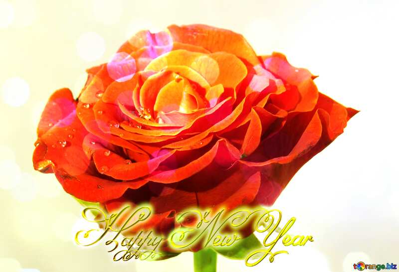 Drops on the rose flower  happy new year inscription card №17125