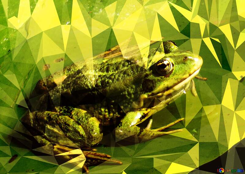Polygon Frog №22240