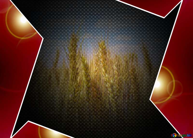 Field of wheat Red carbon hi-tech template №27271