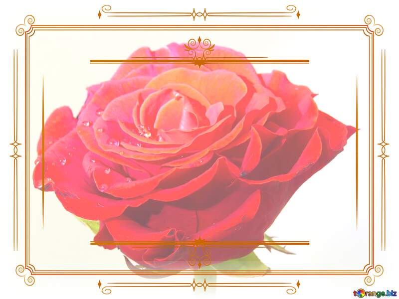 rose flower  Vintage frame retro clipart №17125