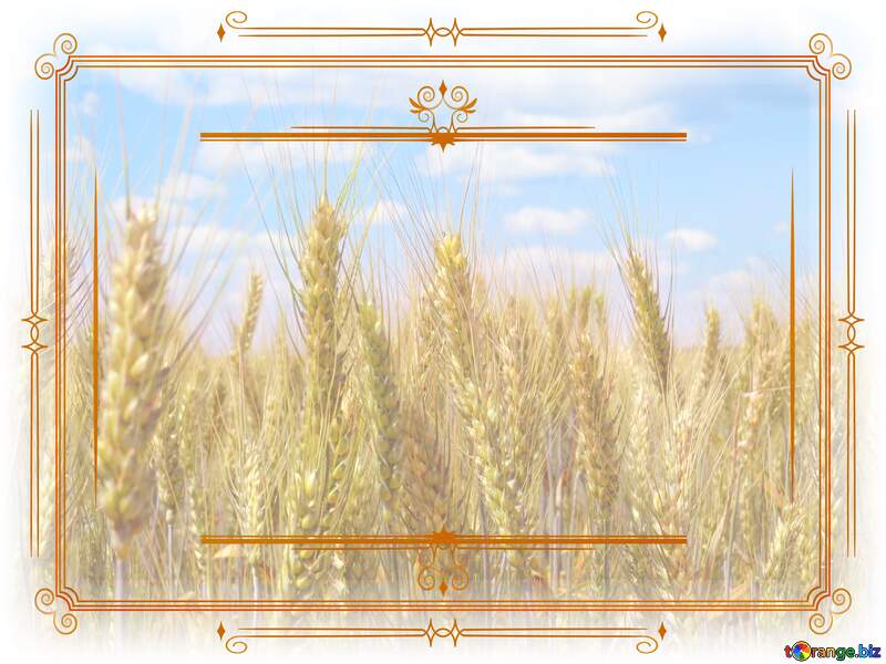 Field of wheat Vintage frame retro clipart №27271