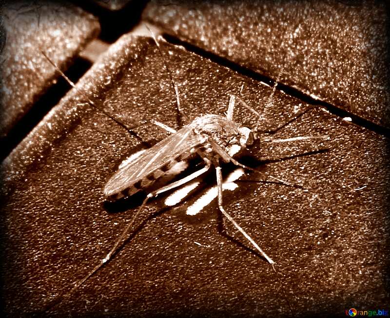 Mosquito №33864