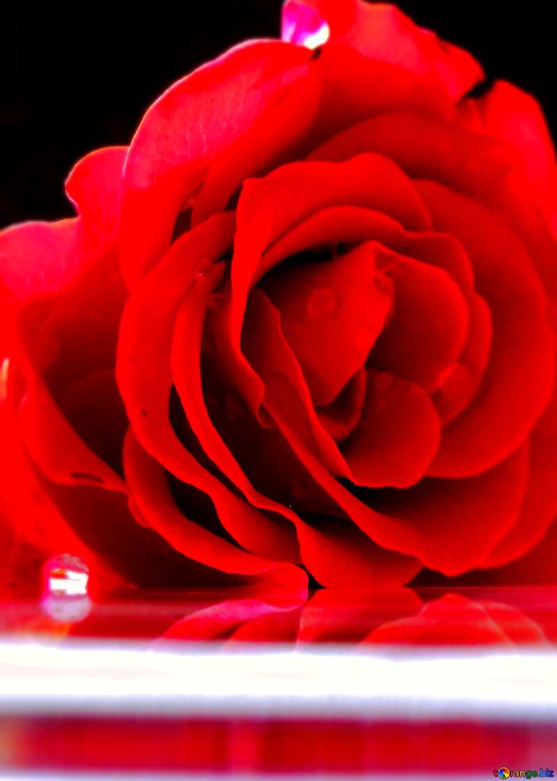 congratulation Rose flower №16920