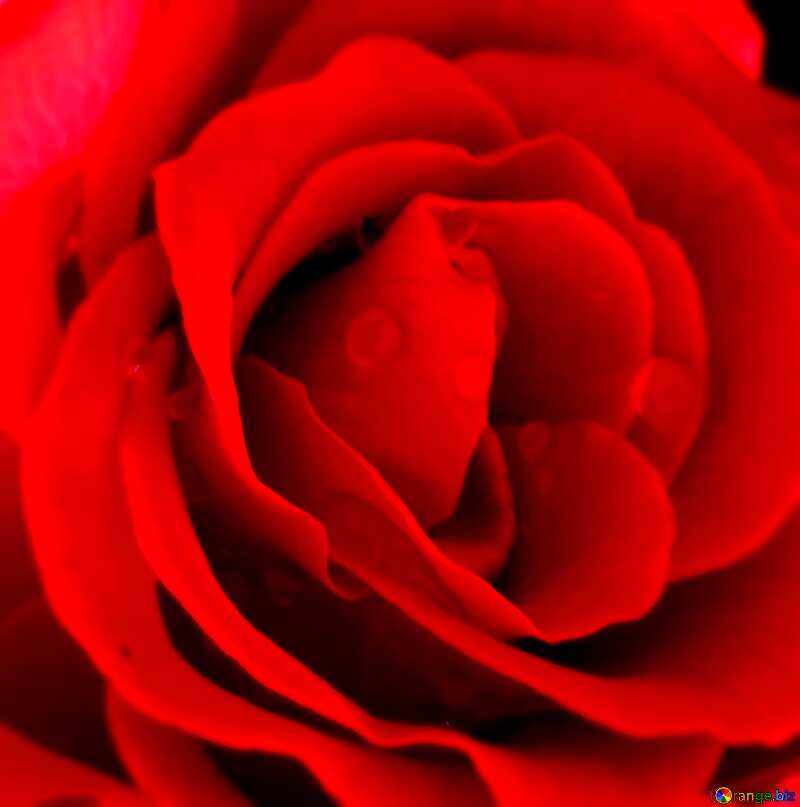 Rose close up №16920