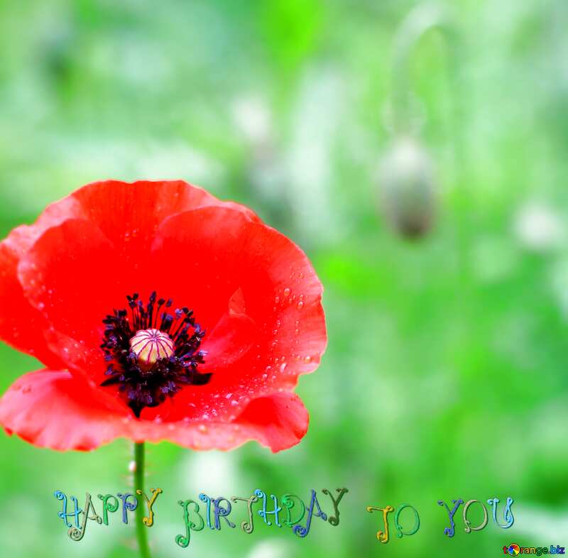 Poppy flower blur happy birthday card background №34257