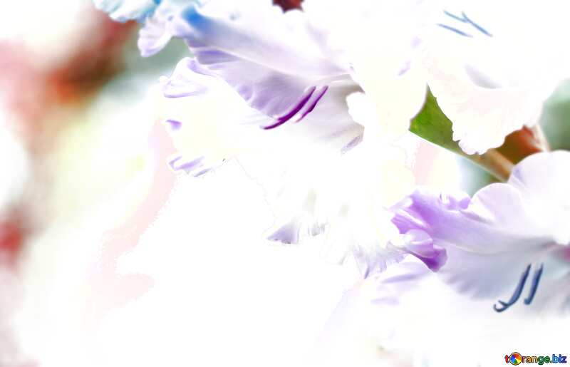 gladiolus flower hard light background №33786