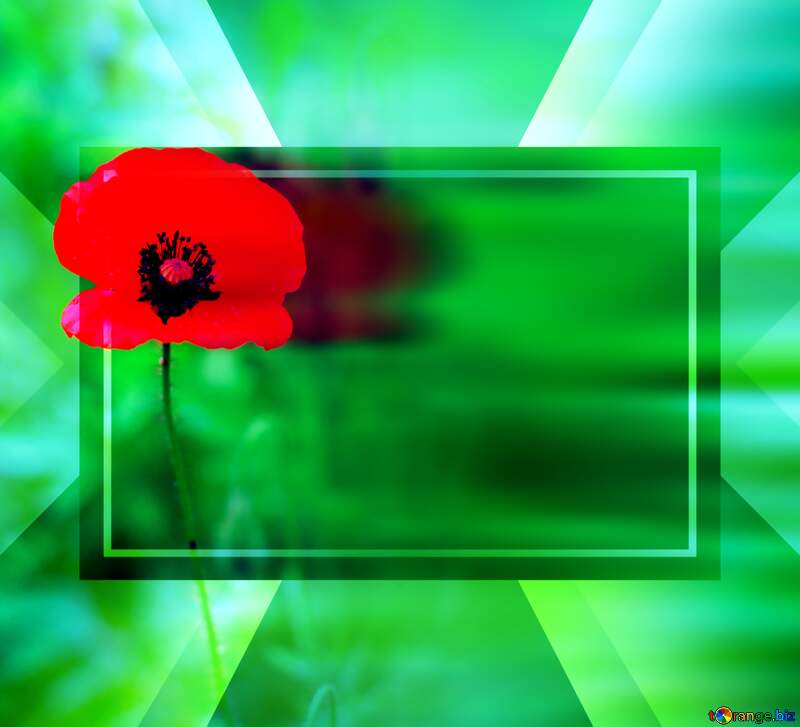Poppy flower right side blur template №34257