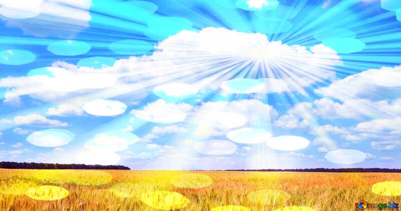 Wheat field sunlight rays №27268