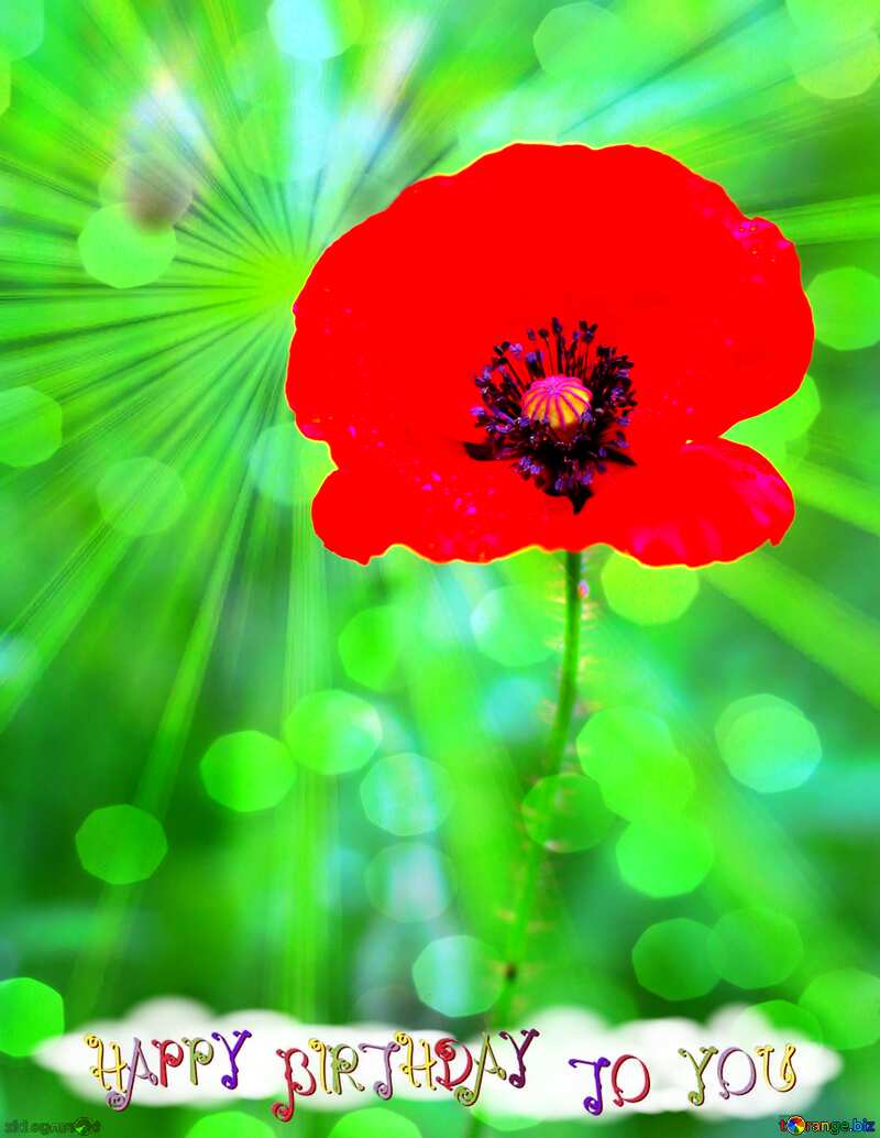 Poppy flower happy birthday card background №34257
