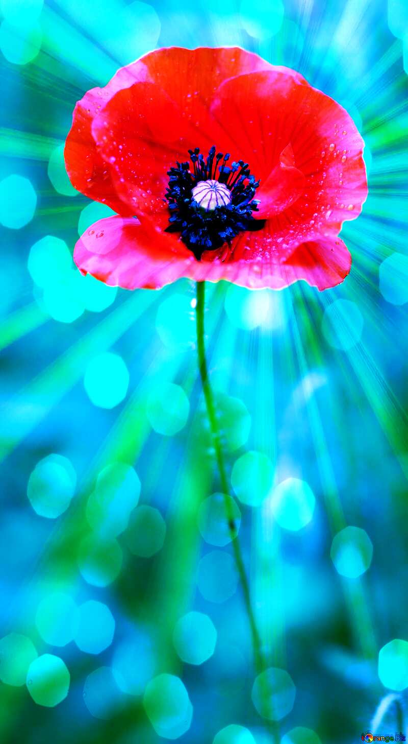 Poppy flower Rays bokeh background №34257