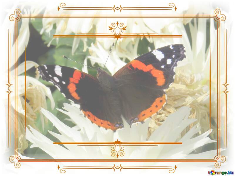Butterfly Ancient Flower Frame Retro Vintage №35826