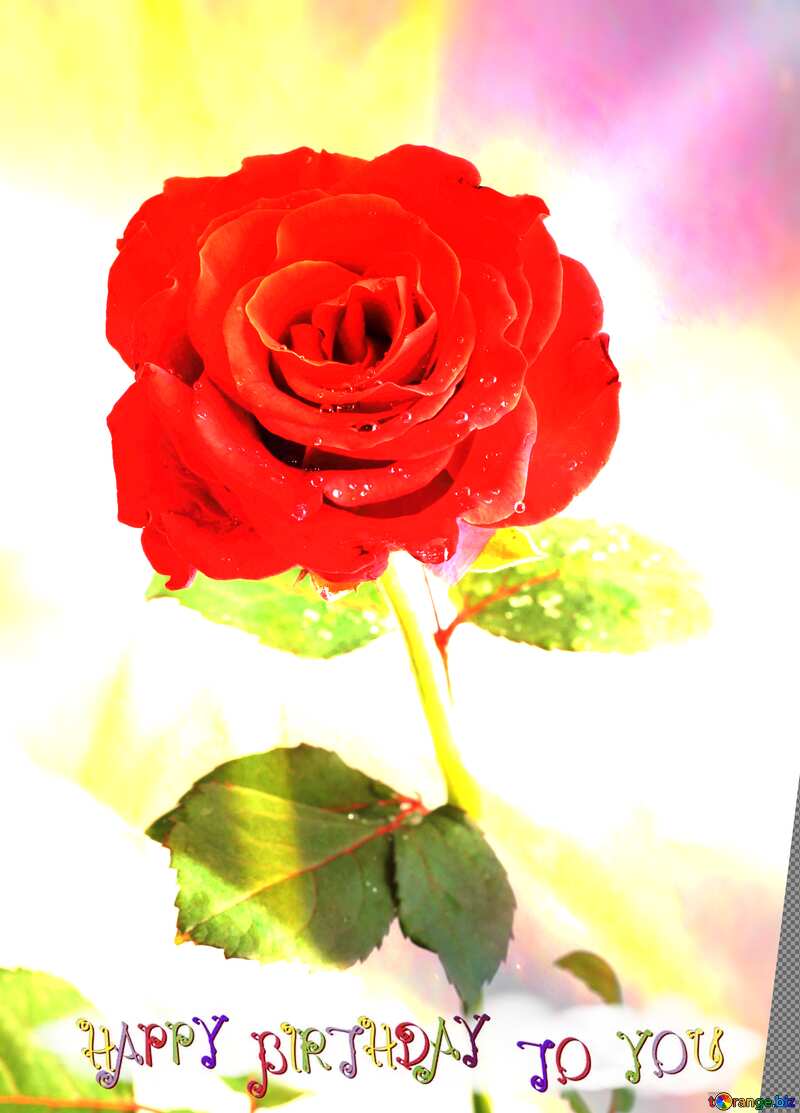 Red beautiful rose flower  happy birthday card №17031