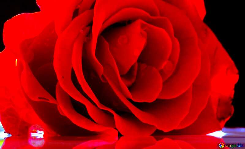 Rose flower background congratulation №16920