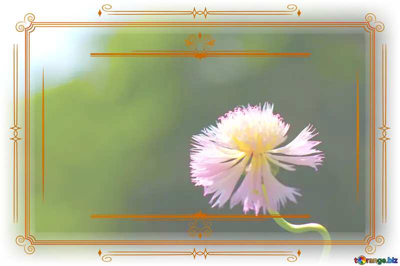 Spring Flower Ancient Frame Vintage №33438