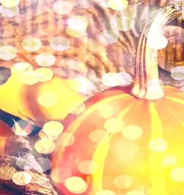 FX №211186 Beautiful picture with pumpkin and autumn leaves bokeh  background
