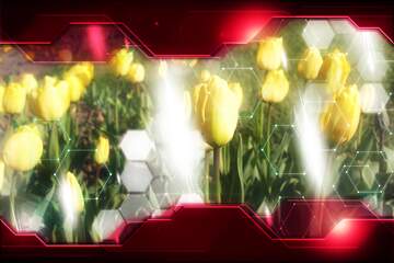 FX №211809 Yellow Tulips Flower Technology business concept Hi-tech Elements red background