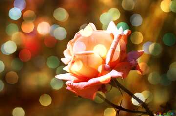 FX №211140 Pink rose Christmas background