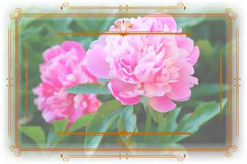 FX №211076 Flowers of peonies Vintage frame retro clipart
