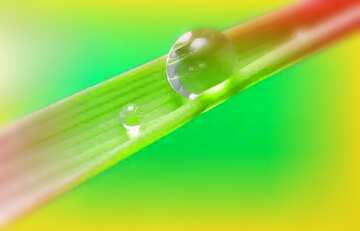 FX №211113 Dew water drop on grass
