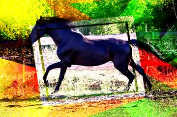 FX №211269 Black horse abstract geometrical creative future template