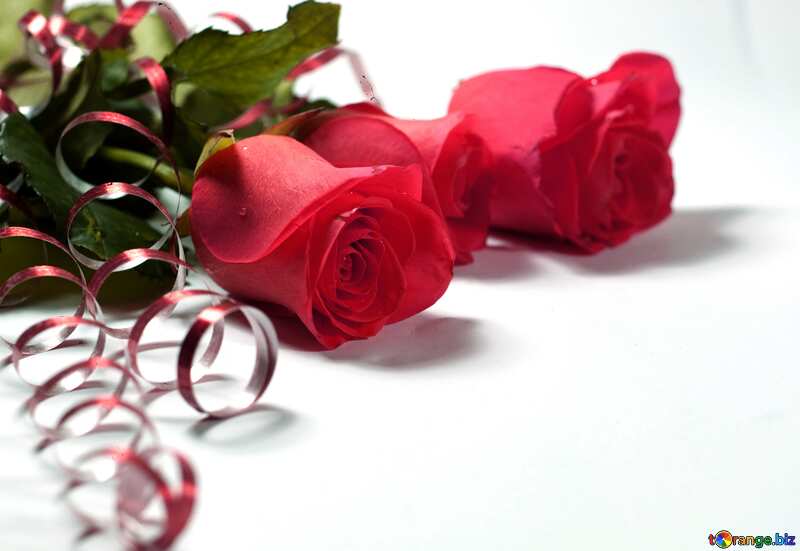 Rose flower bouquet   dark red on white background №7252