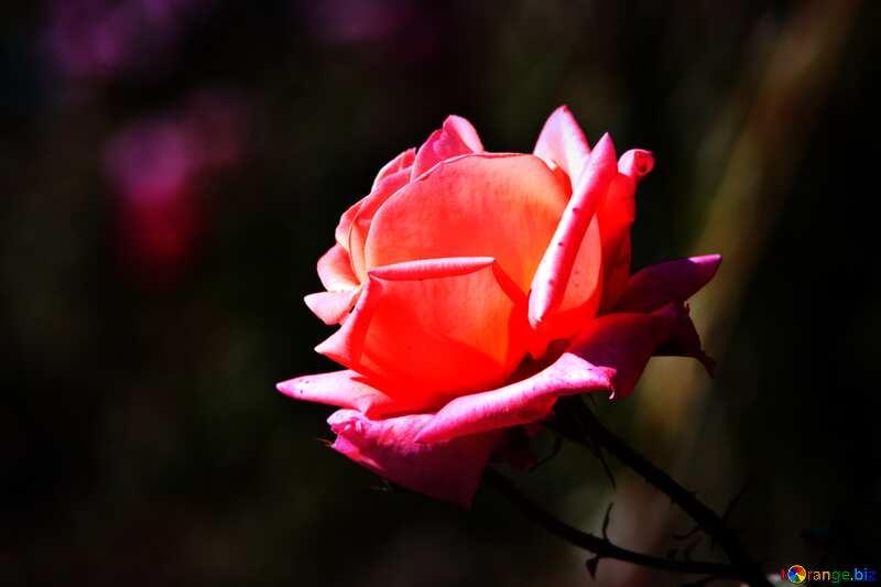 Pink rose flower №4210