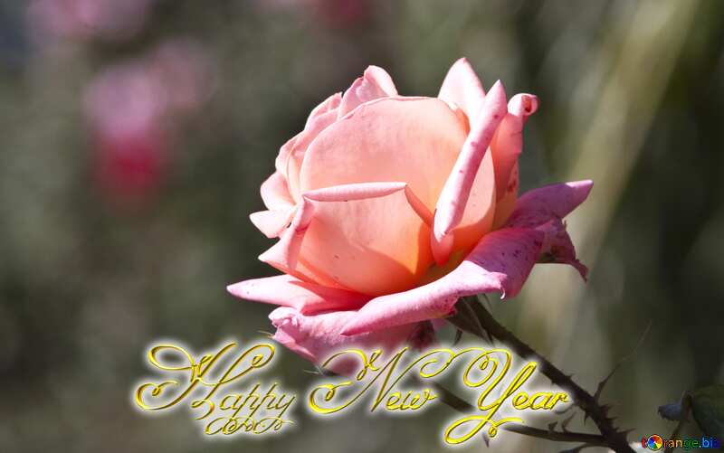 Pink rose Inscription text Happy New Year №4210