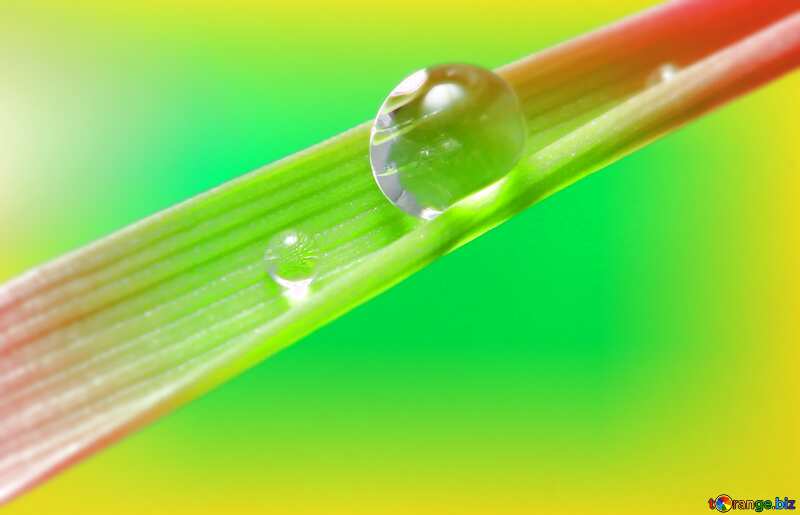 Dew water drop on grass №31107