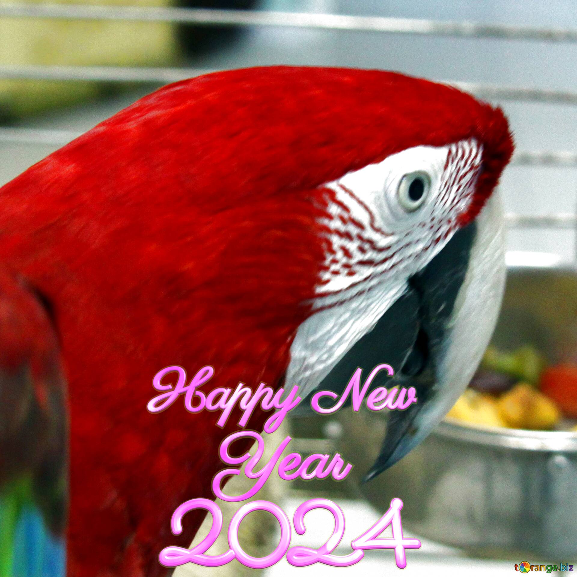 免费下载图片home Red Parrot Macaw Happy New Year 22 在cc By许可证 免费图片股票torange Biz 效果 2139
