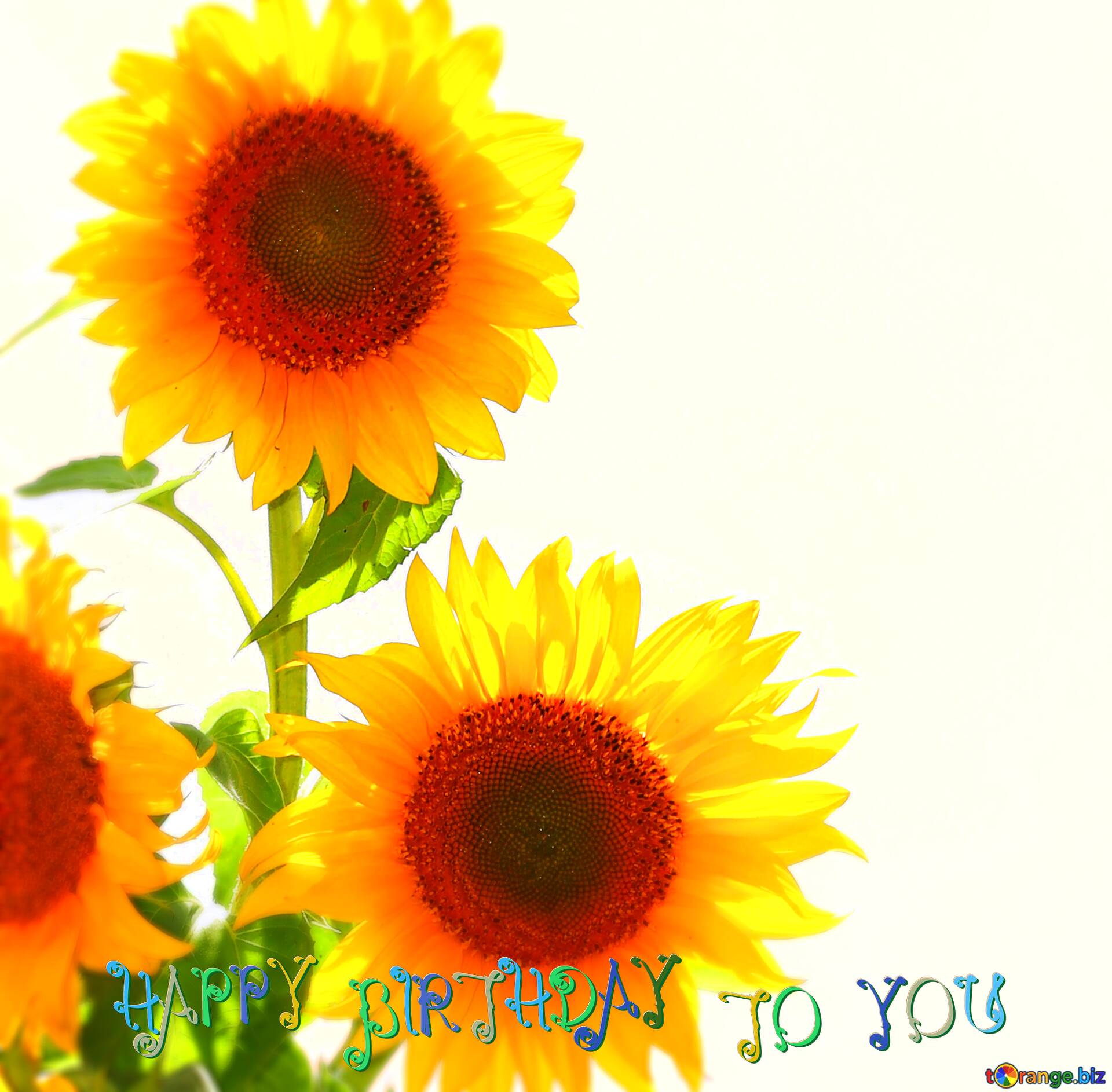 Download free picture Bouquet of sunflowers for wishes happy ...