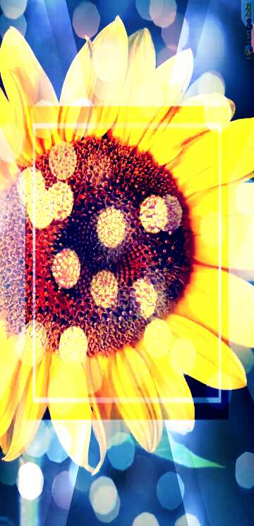 FX №212882 Sunflower flower design template