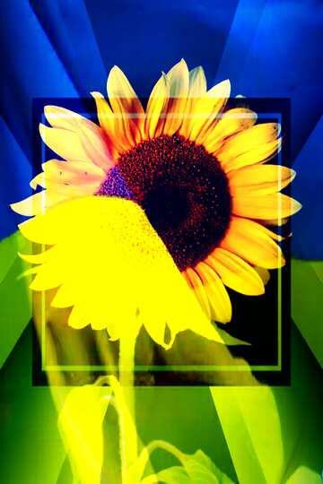 FX №212885 Sunflower Ukraine background