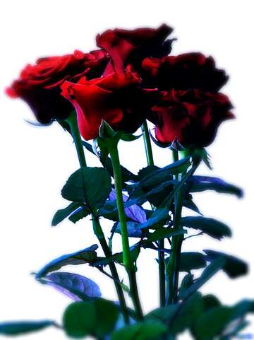 FX №212701 Bouquet of Roses dark blur frame