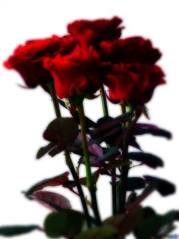 FX №212702 Bouquet of Roses blur frame
