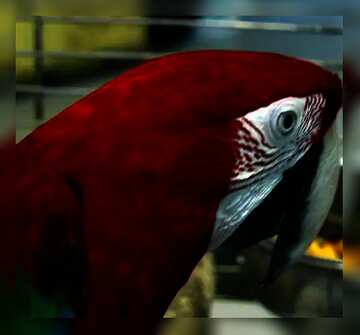FX №212038 Home  parrot  Macaw portrait