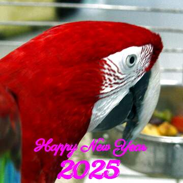 FX №212039 Home red parrot  Macaw happy new year 2024