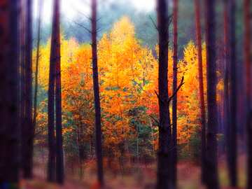 FX №212201 autumn forest trees dark blur frame