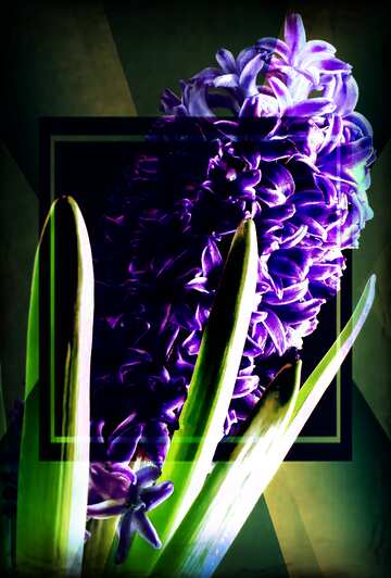 FX №212826 Flower hyacinths frame business dark old