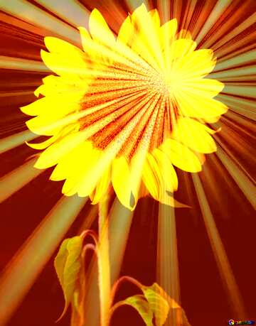 FX №212884 Sunflower flower on black background Rays sunlight